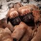 Foto's Mswati's pups